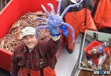 Tags: alaska, blue, caught, colored, crab, king, rare, red, week (Pict. in My r/PICS favs)