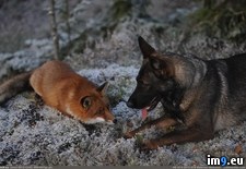 Tags: fox, hound, life, real (Pict. in My r/PICS favs)