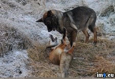 Tags: fox, hound, life, real (Pict. in My r/PICS favs)