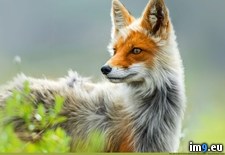 Tags: fox, red, russian (Pict. in My r/PICS favs)