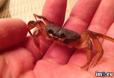Tags: crab, guy, lil, poor, saddest (Pict. in My r/PICS favs)