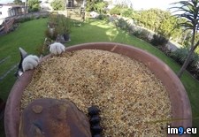 Tags: bird, feeder, gopro, lapse, one, pro, time (Pict. in My r/PICS favs)