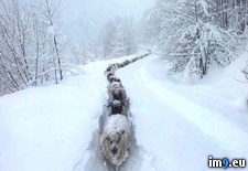 Tags: sheep, snow, trail (Pict. in My r/PICS favs)