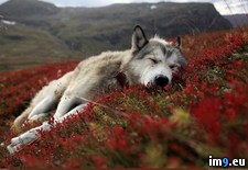 Tags: hills, sleeping (Pict. in My r/PICS favs)