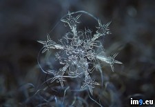 Tags: flakes, real, snow (Pict. in My r/PICS favs)