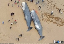 Tags: car, dead, full, germany, parts, plastic, sperm, stomachs, whales (Pict. in My r/PICS favs)