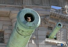 Tags: cannon, squirrel (Pict. in My r/PICS favs)
