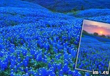 Tags: break, enjoy, flower, state, texas (Pict. in My r/PICS favs)