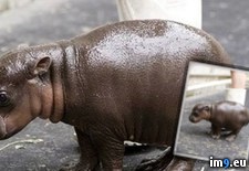 Tags: baby, healthy, hippopotamus, hours, old, two (Pict. in My r/PICS favs)