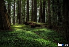 Tags: california, forests, northern (Pict. in My r/PICS favs)