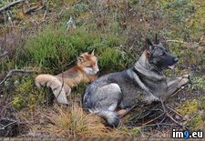 Tags: fox, hound (Pict. in My r/PICS favs)