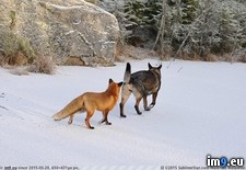 Tags: fox, hound (Pict. in My r/PICS favs)
