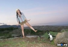 Tags: africa, amazing, copied, friend, imitating, penguin, photo, resulting, south (Pict. in My r/PICS favs)