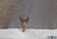 Tags: deer, headed, rare (Pict. in My r/PICS favs)