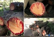 Tags: blood, called, dragon, reason, tree (Pict. in My r/PICS favs)
