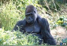 Tags: animal, gorilla, kingdom, sexiest (Pict. in My r/PICS favs)