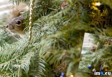 Tags: christmas, squirrel, tree (Pict. in My r/PICS favs)