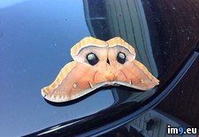 Tags: car, giant, morning, moth (Pict. in My r/PICS favs)