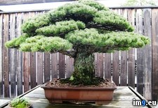 Tags: bonsai, hiroshima, old, survived, tree, year (Pict. in My r/PICS favs)