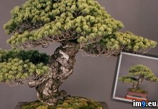 Tags: believed, bonsai, japanese, living, old, oldest, pine, shogun, titled, tree, white, worl, year (Pict. in My r/PICS favs)
