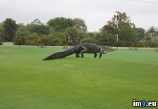Tags: alligator, florida, giant, golf, roaming (Pict. in My r/PICS favs)