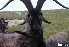 Tags: final, form, goat, impressive (Pict. in My r/PICS favs)