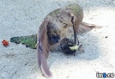 Tags: beak, bee, collided, ended, hummingbird, impaled (Pict. in My r/PICS favs)
