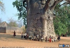 Tags: kind, largest, life, tree (Pict. in My r/PICS favs)