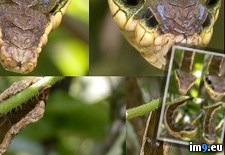 Tags: form, hemeroplanes, larva, larval, moth, not, reptile, snake, triptolemus (Pict. in My r/PICS favs)