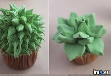 Tags: cupcakes, succulent (Pict. in My r/PICS favs)