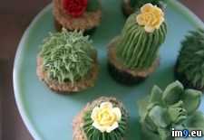 Tags: cupcakes, succulent (Pict. in My r/PICS favs)
