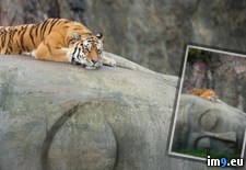 Tags: buddha, head, resting, tiger (Pict. in My r/PICS favs)