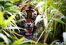 Tags: roaring, tiger (Pict. in My r/PICS favs)