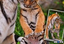 Tags: carries, cub, tigress (Pict. in My r/PICS favs)
