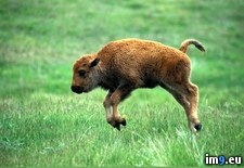 Tags: all, baby, bison, compliment, frolicking, front, page (Pict. in My r/PICS favs)