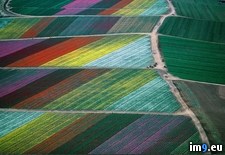 Tags: fields, netherlands, tulip (Pict. in My r/PICS favs)
