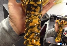 Tags: calico, lobster, million, rare, time, work (Pict. in My r/PICS favs)