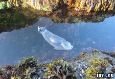 Tags: baby, pool, seal, small, stranded, temporarily, tide, tidepooling (Pict. in My r/PICS favs)