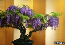 Tags: bonsai, wisteria (Pict. in My r/PICS favs)