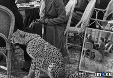Tags: cafe, cheetah, paris, pet, sits, woman (Pict. in My r/PICS favs)