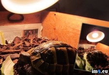 Tags: charlie, fridge, hibernating, may, tortoise, woke (Pict. in My r/PICS favs)