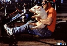 Tags: ford, pig, race (Pict. in National Geographic Photo Of The Day 2001-2009)