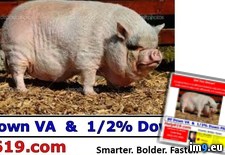 Pigs and Hogs Century 21 Award San Diego Linda Ring Shelly Mellomida - 139 KB Tags: award, century, diego, linda, pigs, ring, san, shelly (Pict. in Linda Ring Century 21 Award San Diego Real Estate)