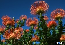 Tags: africa, flowers, pincushion, protea, south (Pict. in Beautiful photos and wallpapers)