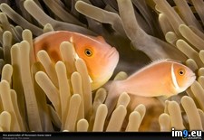 Tags: anemone, fish, micronesia, pink (Pict. in National Geographic Photo Of The Day 2001-2009)