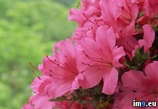 Tags: azaleas, pink (Pict. in Beautiful photos and wallpapers)