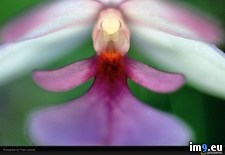 Tags: lanting, orchid, pink (Pict. in National Geographic Photo Of The Day 2001-2009)