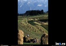 Tags: hay, pitching (Pict. in National Geographic Photo Of The Day 2001-2009)