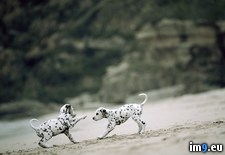 Tags: dalmatian, playful, puppies (Pict. in Beautiful photos and wallpapers)