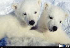 Tags: bear, cubs, polar (Pict. in National Geographic Photo Of The Day 2001-2009)